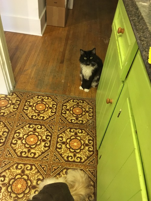 Super helpful kitties assisting in cookie baking.