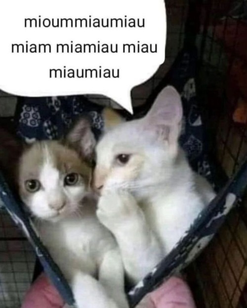 Miau Miau Mioumiaumiau