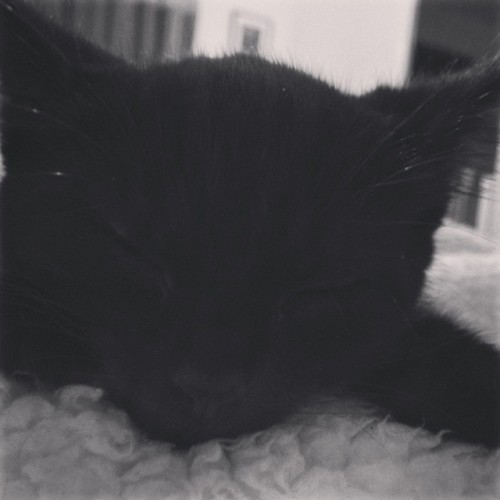 Le petite Chát noir est endormi #cat #demcatsdeyah #paganyats #sneakbo