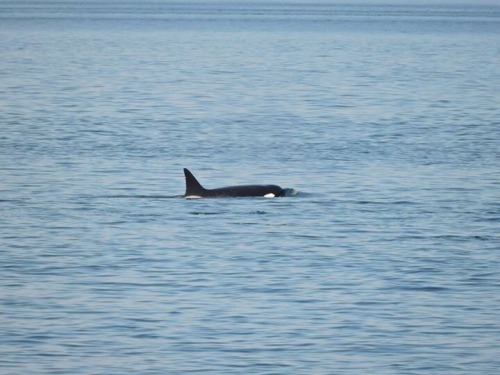 Ah the joys of living in the PNW ! Pod of orcas in the harbor