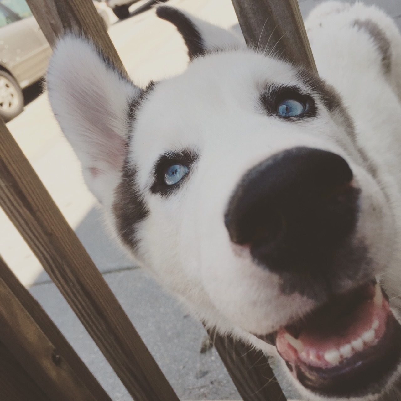 handsome dogs for you in these trying times