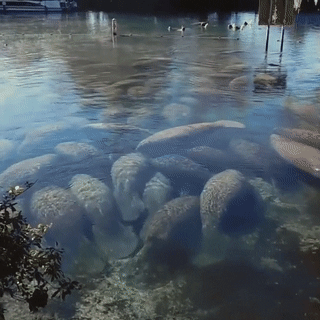 seatrench:Cold Manatees huddling for warmth(source)