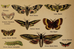 nemfrog: Hawk moths. Father Tuck’s natural