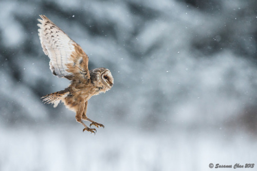 fairy-wren:Barn Owl. Photos by Susanna Chan