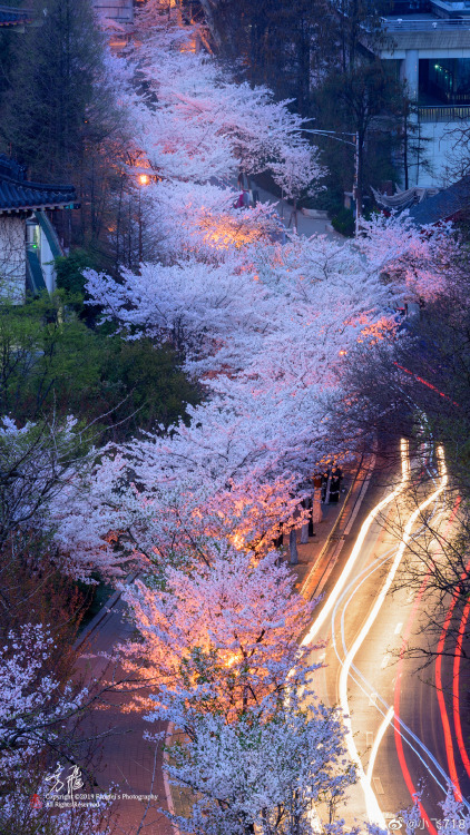 fuckyeahchinesegarden:spring in nanjing, jiangsu province by 小飞718