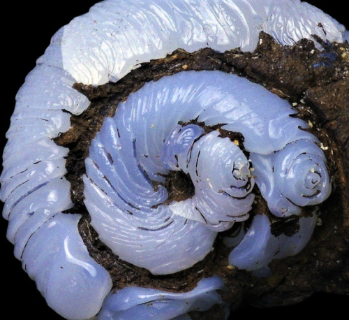 bijoux-et-mineraux:  Helix Ramondi (land snail) epigenised in blue Lussatite Opal-CT -  Dallet, Puy-de-Dôme, France 