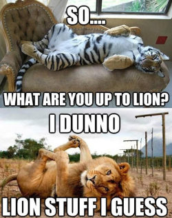 funnyandhilarious:  He Is Just Lion AroundFunny SMS »Funny