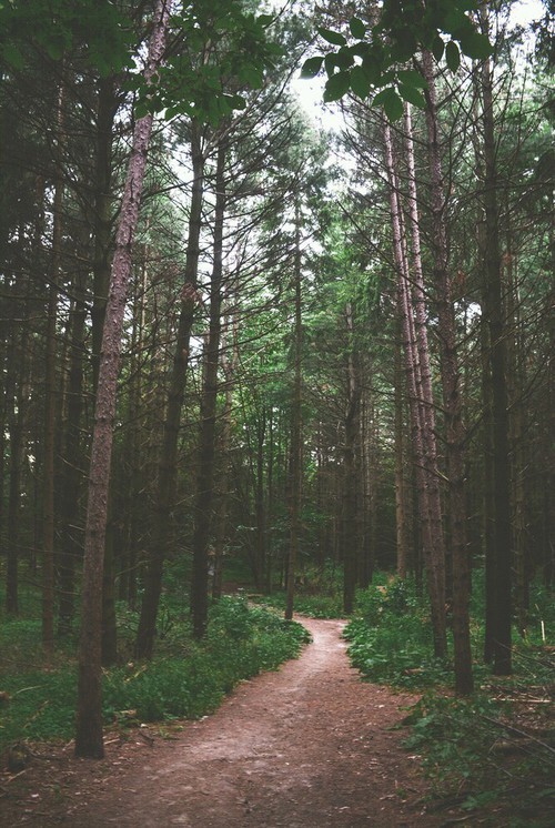 chernobyl-tea-party:  n-c-x:  getlost-in-nature:  eartheld:  n-c-x:  nature blog  +  Explore the world  nature blog  Mostly nature 