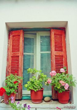 vaggysworld:  flowers in the window. 