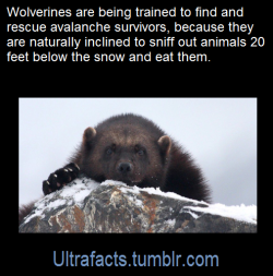 ultrafacts: Source [x] Click HERE for more facts 
