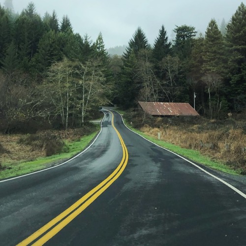 Redwood National and State Parks, California.