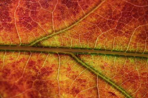 nubbsgalore:  leaf senescence begins with porn pictures