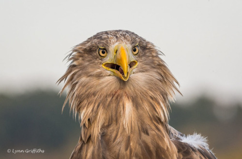 ridiculousbirdfaces:Bad Hair Day by Lynn GriffithsWhite-tailed Eagle (Haliaeetus albicilla)