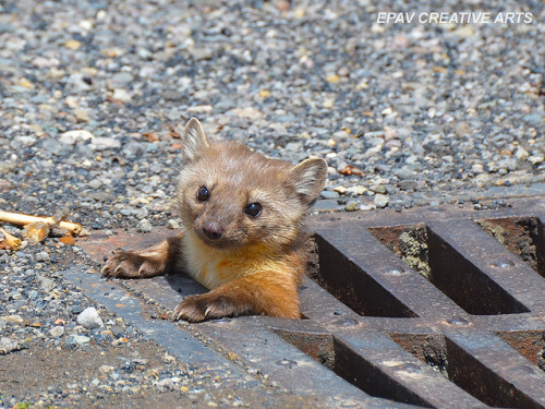 downwarddingo:lymphonodge:earthlynation:(via Pine Marten coming out of drain! | Flickr - Photo Shari