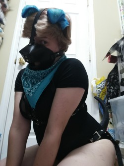 Pupblue: Blue Finally Got A Bandana