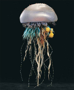 libutron:  Victorian glass models: Portuguese man-of-war | ©National Museum Wales  An intricate antique glass model of a Portuguese Man-of-War. The ‘float’ is about 55mm wide by 90mm long. Total height: 240mm. There are about two hundred tentacles