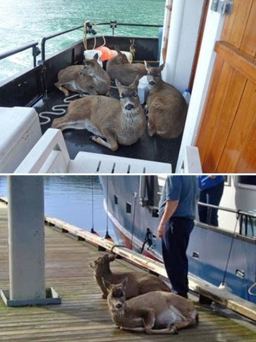 ceescedasticity: I went looking for where this came from (googled ‘deer water alaska boat&rsqu
