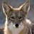 kragehund-again:coyotepilledd:i’m insanely addicted to oikos greek yogurt i eat