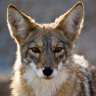 kragehund-again:coyotepilledd:i’m insanely addicted to oikos greek yogurt i eat