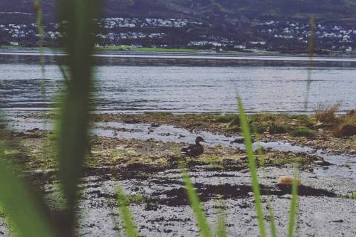 March to the shore. #duck #ducks #bird #birdie #ocean #sea #instagood #instalike #instamoment #insta