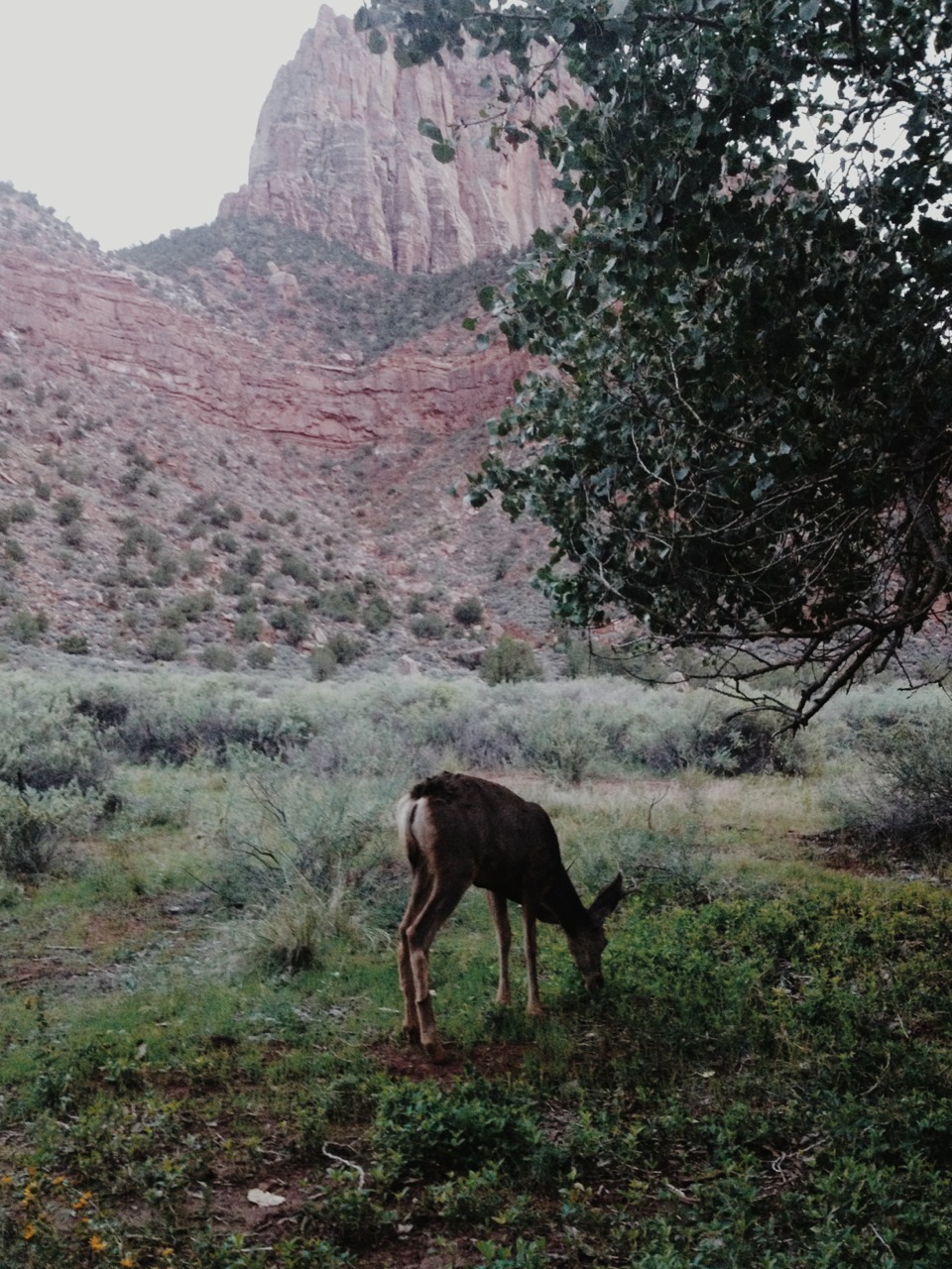 grumpygrizzlies:  Zion National Park in Utah   Been there