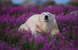 awkwardsituationist:  michael poliza in churchill manitoba, who noted “the polar bear was all by himself as they are very solitary animals anyway. but this one looked particularly sad as it wandered around, almost as though it didn’t understand where