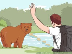 shirokkuma: howdoyouevenchooseaurl:  shirokkuma: how to make a new friend in the forest  As someone who lives near where there are bears, I cannot in conscience endorse this as anything other than natural selection. Don’t mess with the bears. The bears