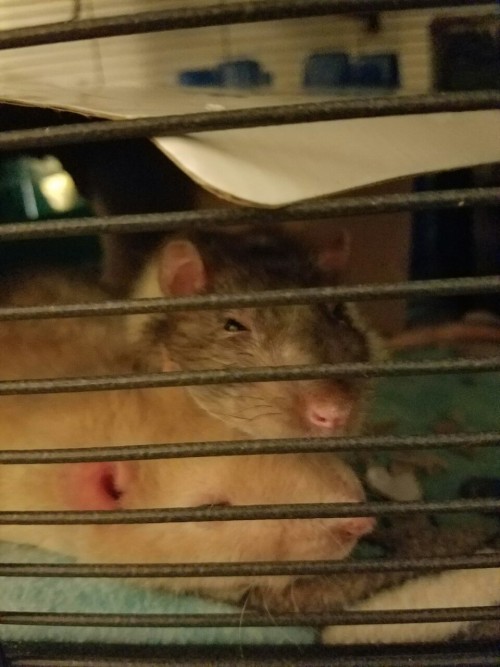 Various pics of Bifur’s good side. He was a handsome kiddo with the cutest chubby cheeks. He was the best of pets and best of rodents. I really do feel like I became a better person having him in my life.