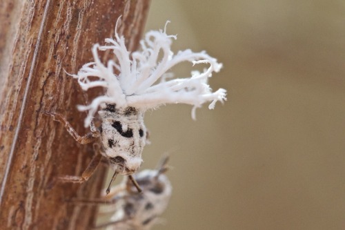 onenicebugperday: Madagascan Flatid Leaf-Bug, Flatida rosea, Flatidae (fulgoroid planthoppers)Like m