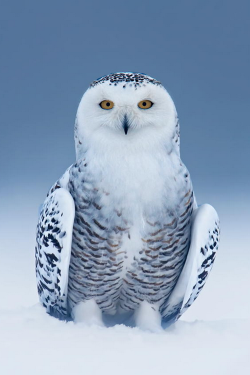  500px: Snowy Owl Heaven ~ By Rick Dobson » 