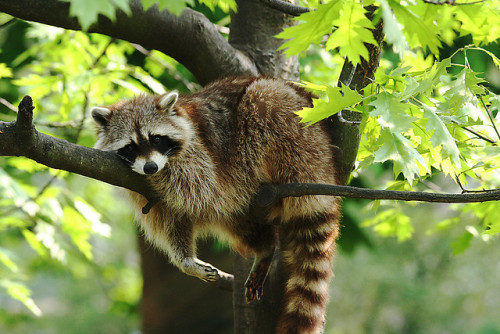 creatures-alive:  Lazy sunday by Dries Arnolds on Flickr. 