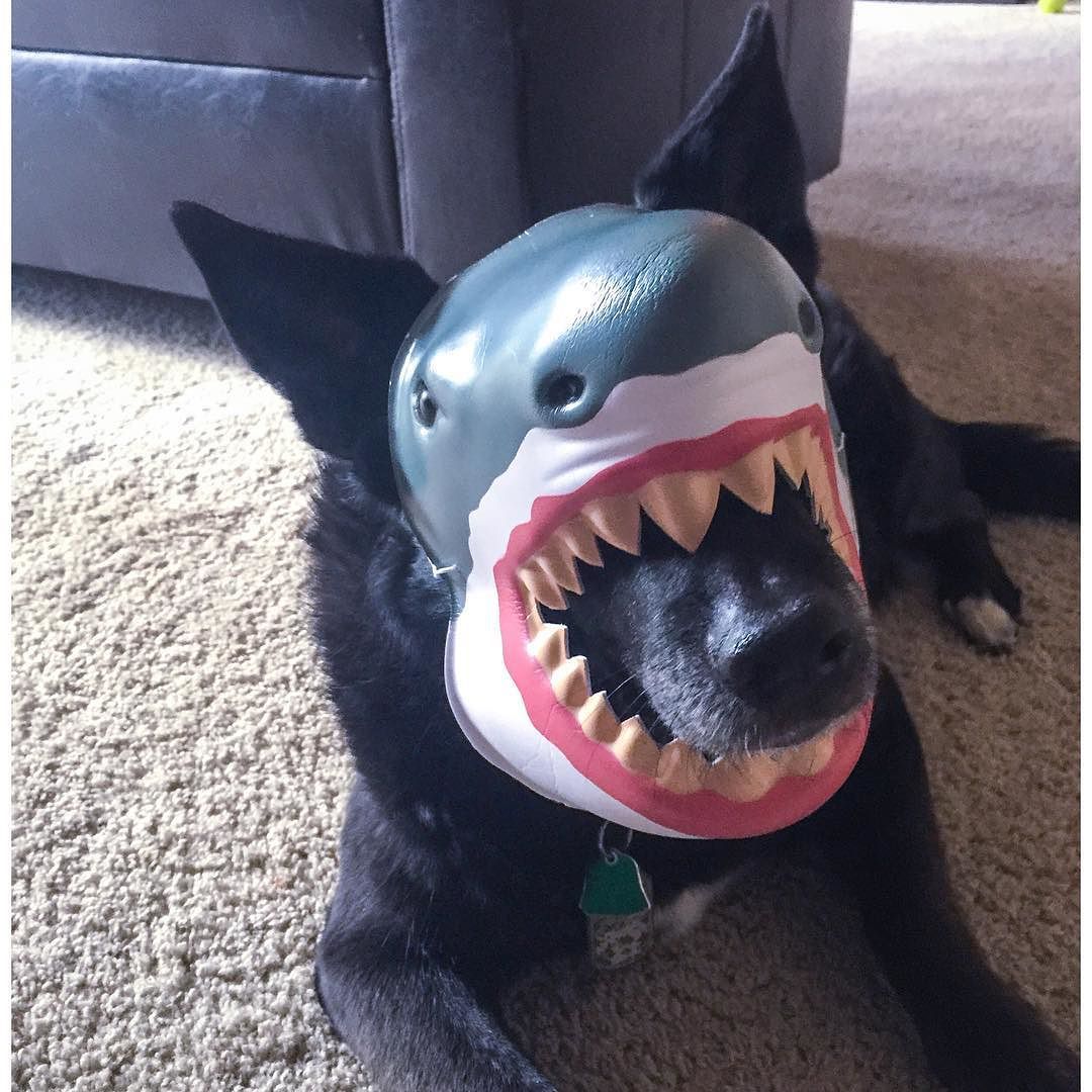 hottygram:  #tbt to when Shadow dog thought he was a shark 😂 by kimmifit