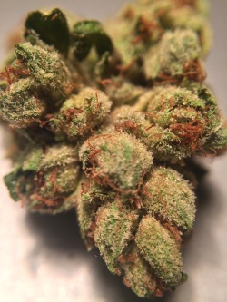 veraisastoner:  Jupiter OG, Super Glue, Platinum Girl Scout Cookies all from the La Brea Collective in Los Angeles 