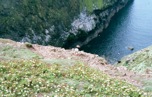 Lone Puffin on FilmSkomer Island, Wales, Taken 2017 | Nikon F4 | Kodak Ektar 100 