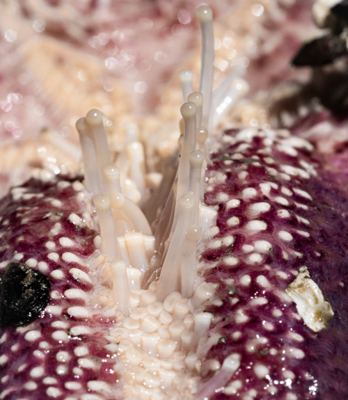 Starfish sure are freaky bastards up close, will be taking lots more of these guys.smugmuginstagram