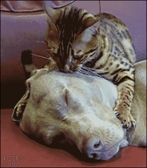cuties-overload:  Cat gives dog a relaxing