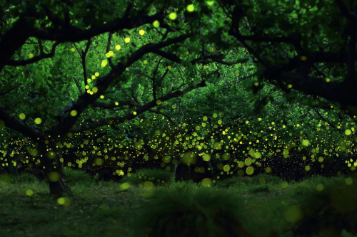 awkwardsituationist:  photos by yume cyan of fireflies in timelapse from a forest outside nagoya city, japan. (previous posts of fireflies in timelapse)  