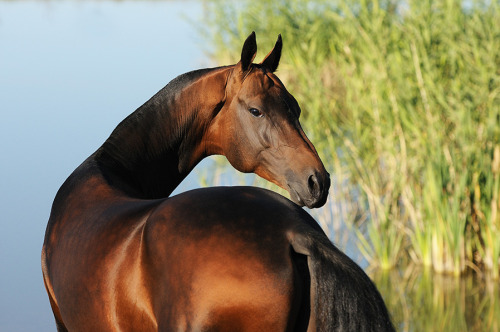 eldritch-equine:zoubstance:Akhal tekes who look like they want to kill you.——[x] [x] [x] [x] [x] [x]