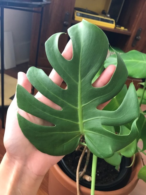 7.31.17 - Rescued and repotted a beautiful Split-Leaf Philodendron today! Excited to have such a won
