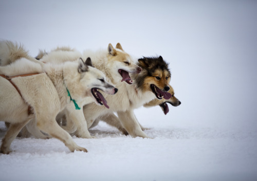 bacteriia:   	Rough 01 by destination arctic circle    	Via Flickr: 	2012 © Mads Pihl / Destination Arctic Circle   