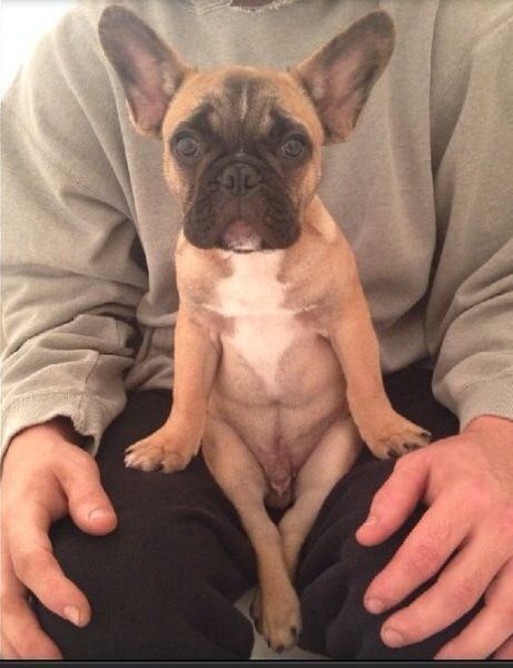 lolcuteanimals: Cute french bulldog sitting like a dude.