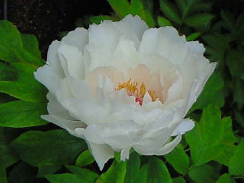 haruka-nature:  Botan (Peony)  Yakuouin, Shinjyuku Tokyo