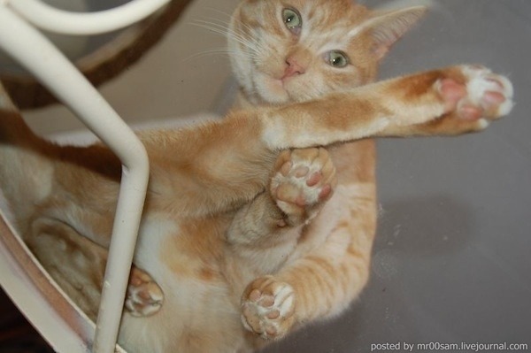 lazulisong:  always reblog cats on glass tables 