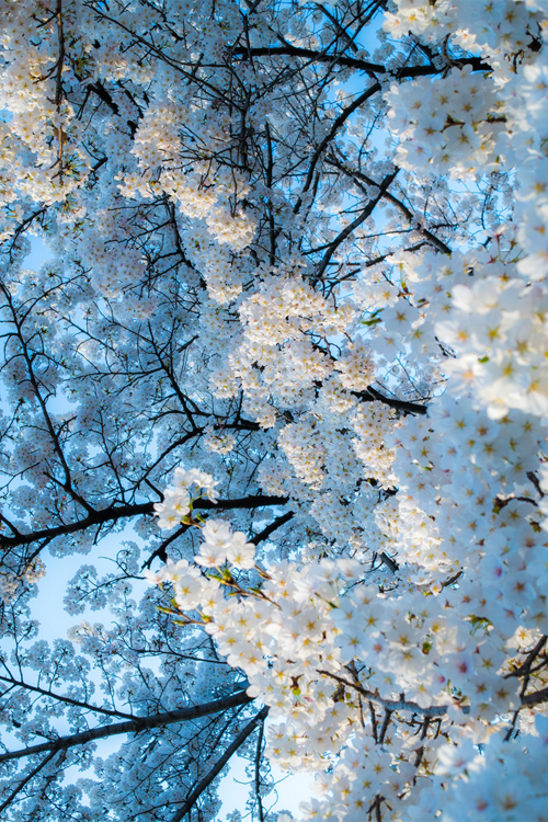plasmatics:White flower snow from blue sky [via/more] By Hwang Taeho