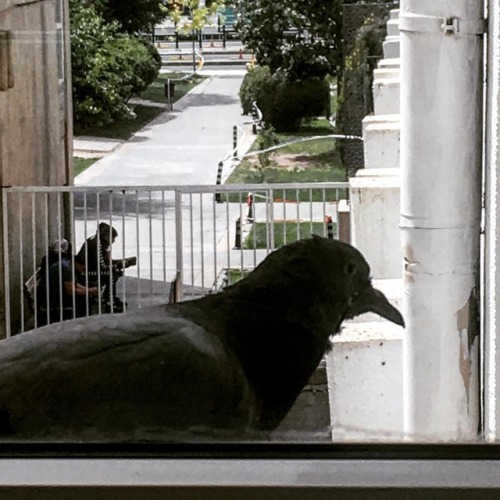 They are watching..... #streetphotos #streetphotography #bird #birds #outside #animal #animals #tala