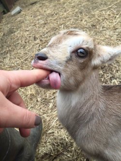 babyanimalgifs:  I’VE GOAT YOUR FINGER