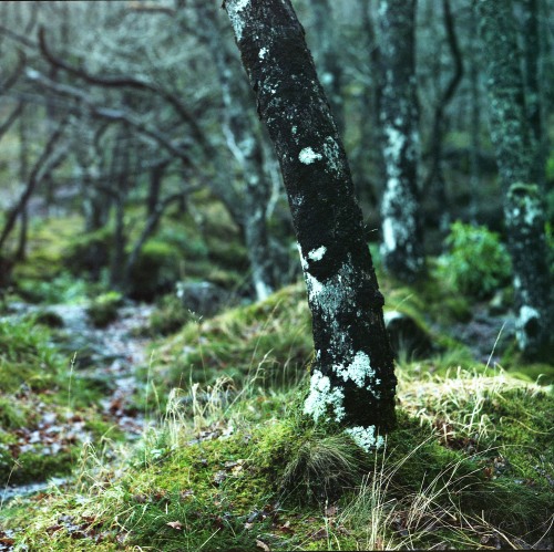 Loch Lomond Photographed by Yarden Lawson