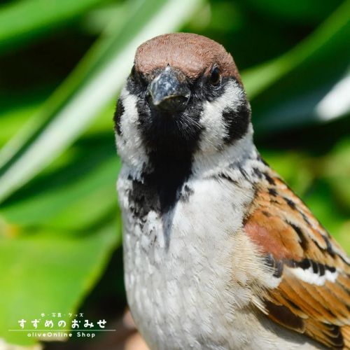 おっ！ おはよー♪ #ちゅん活 #スズメ #sparrow #写真 #photo #photography #癒やし #healing#cutebird #instagramjapan #bird