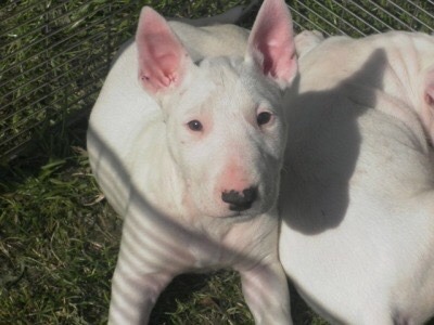 Peachman’s young intern. he barks at the peaches when they are ripe