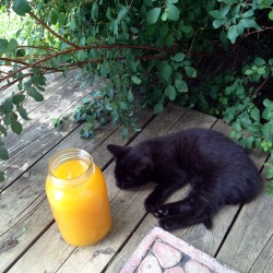 vegan-veins: Kittens and mango juice 